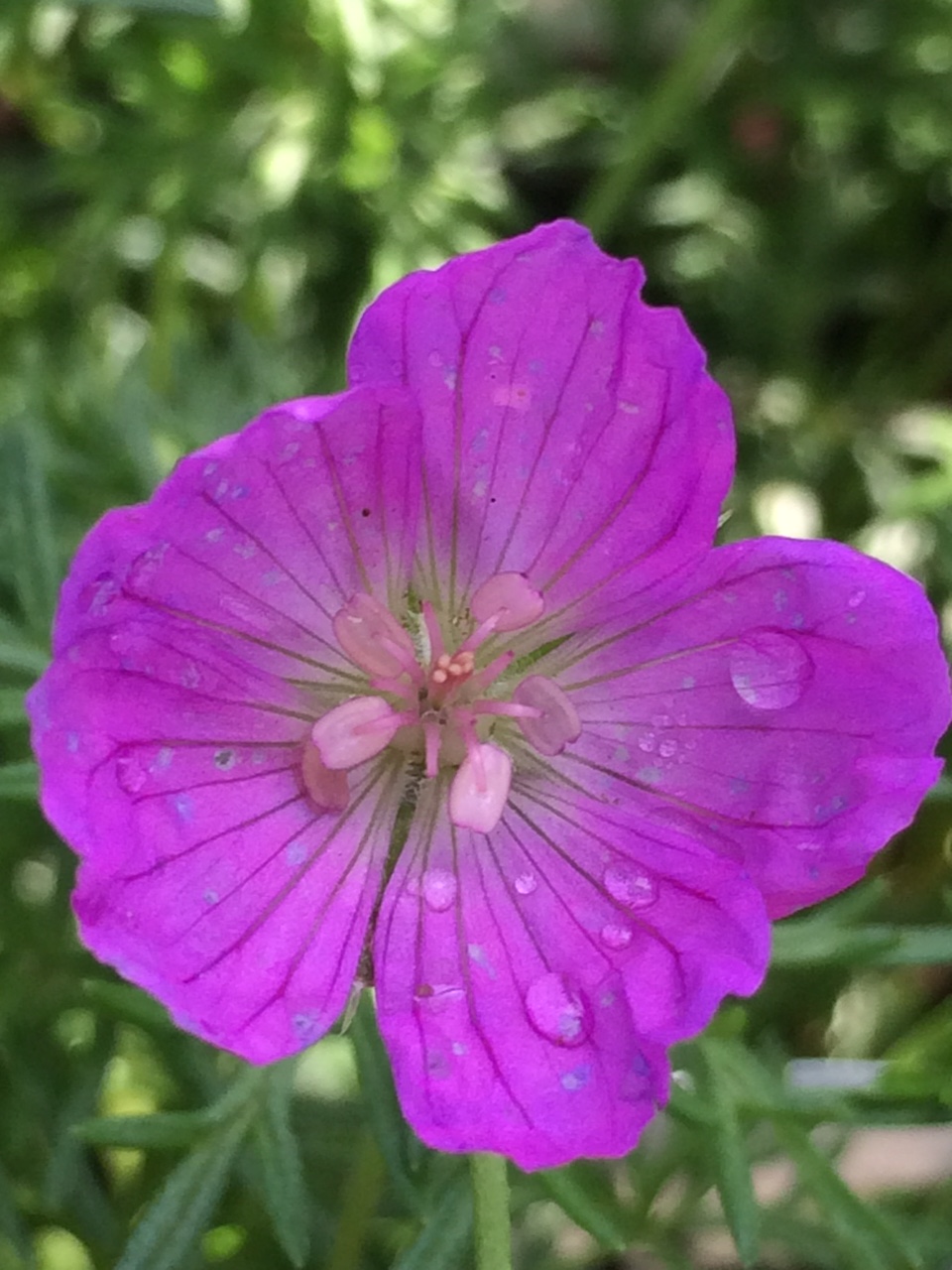 GERANIUM incanum 'Sugar Plum' emerisa gardens